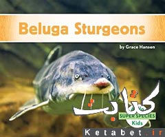 Beluga Sturgeons 